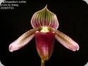 Paph. curtisii
